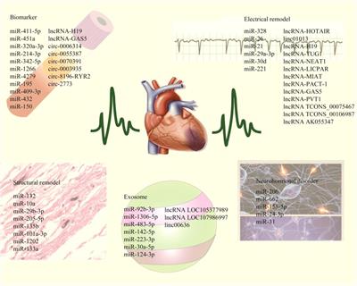 Research progress of non-coding RNA in atrial fibrillation